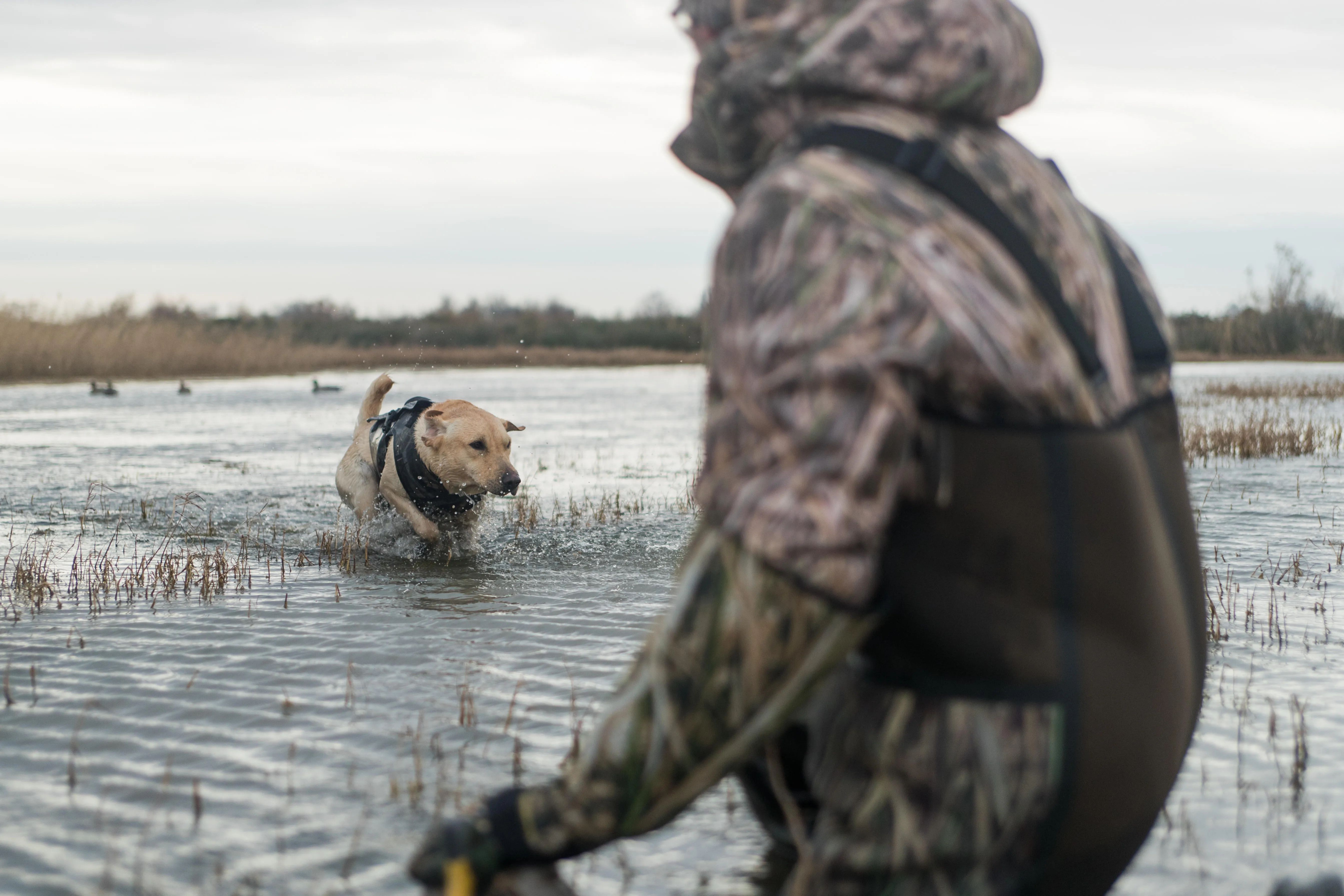 Neoprene dog vest 900 pro wetland camouflage
