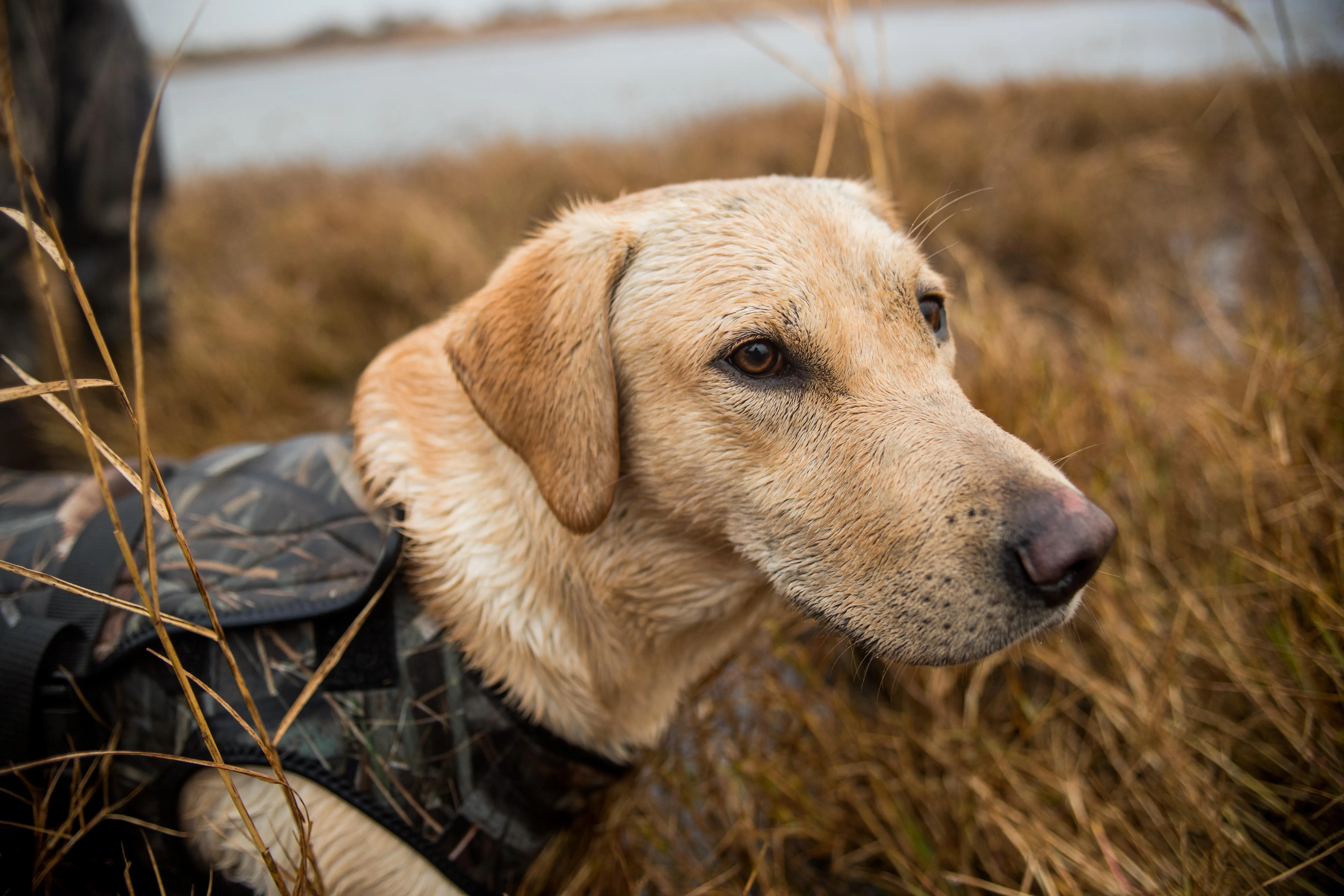 465-neoprene-dog-vest-900-pro-wetland-camouflage-4.jpg