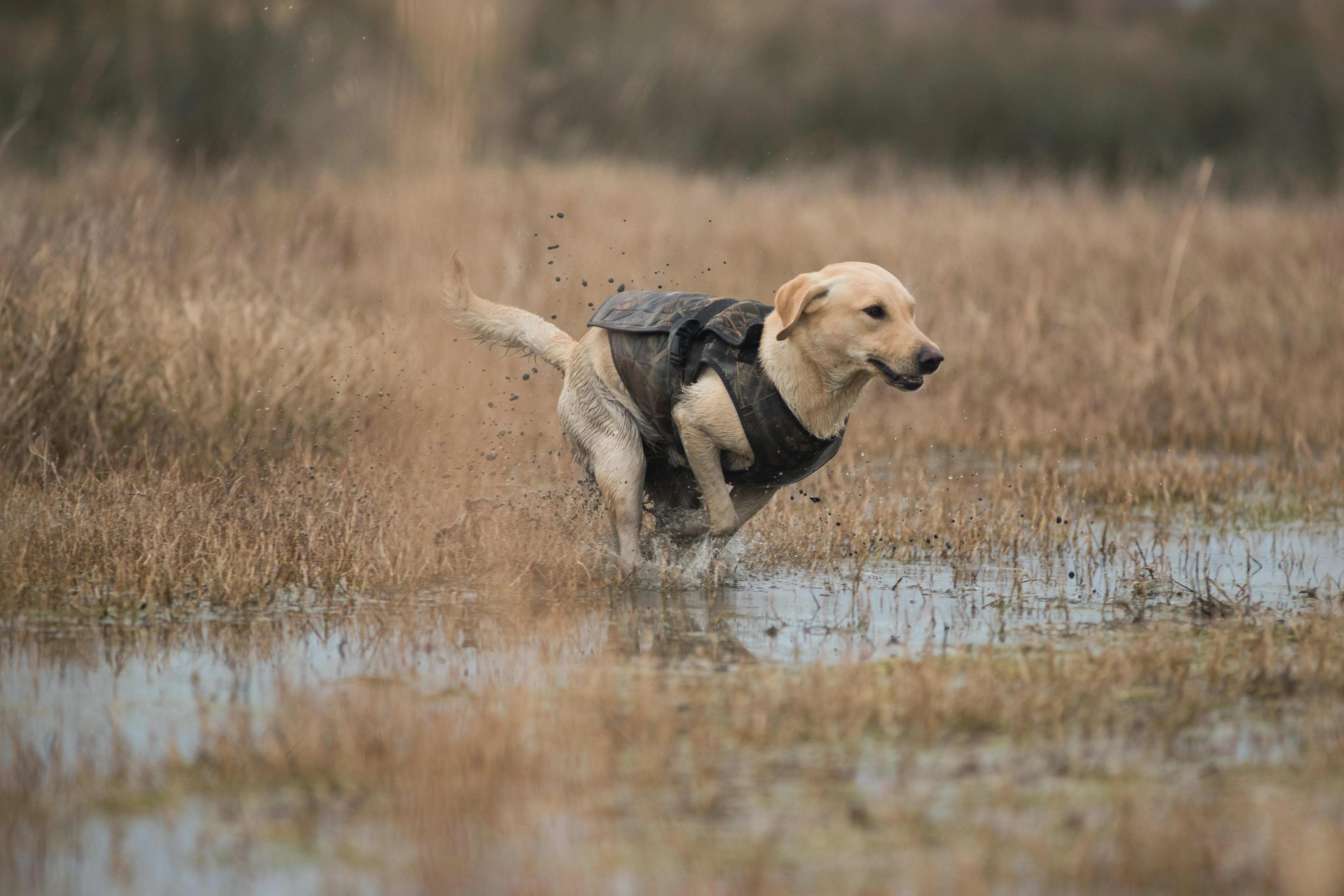 465-neoprene-dog-vest-900-pro-wetland-camouflage-4.jpg