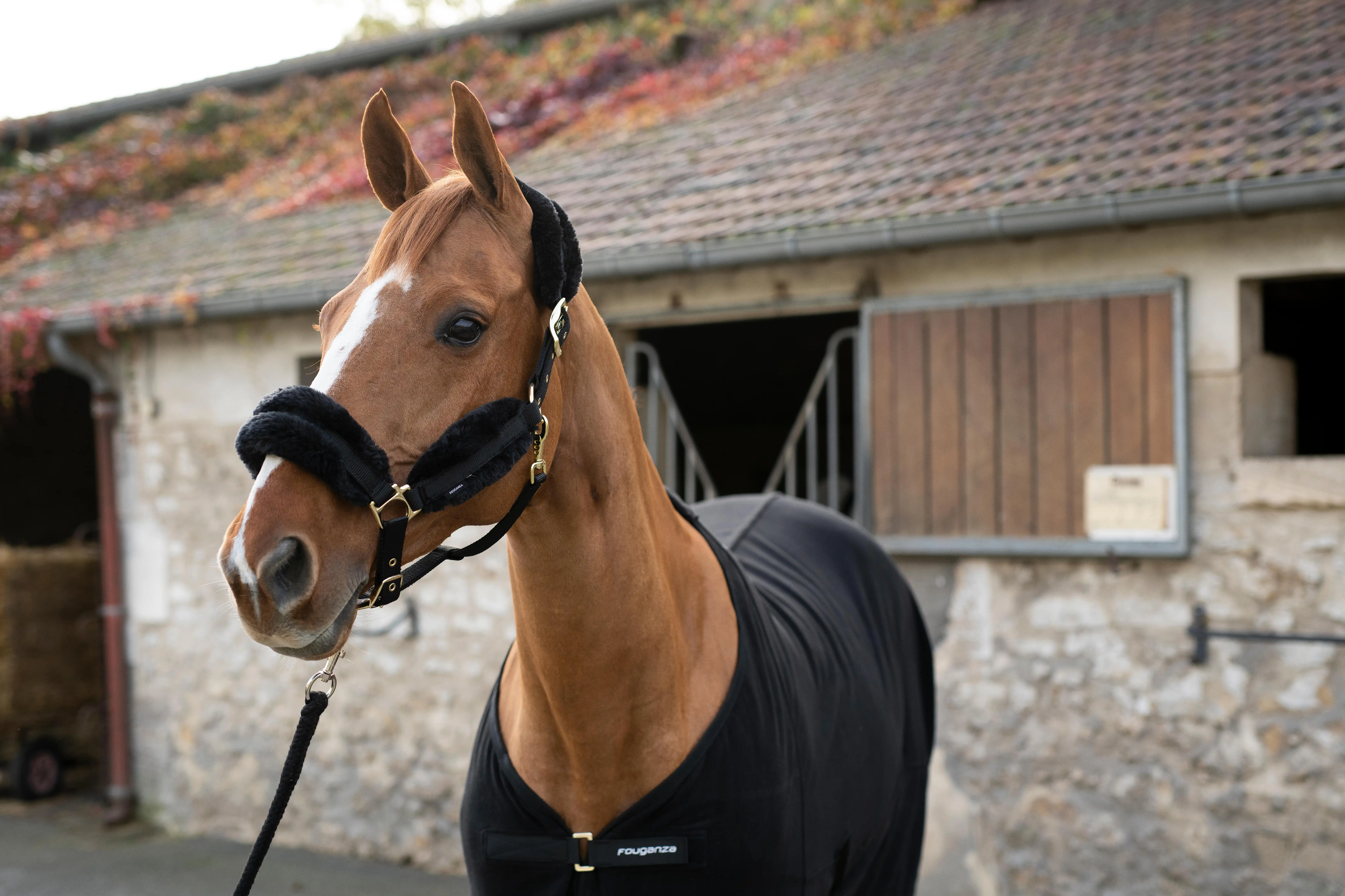 Horse Riding Synthetic Sheepskin Halter - Black/Gold