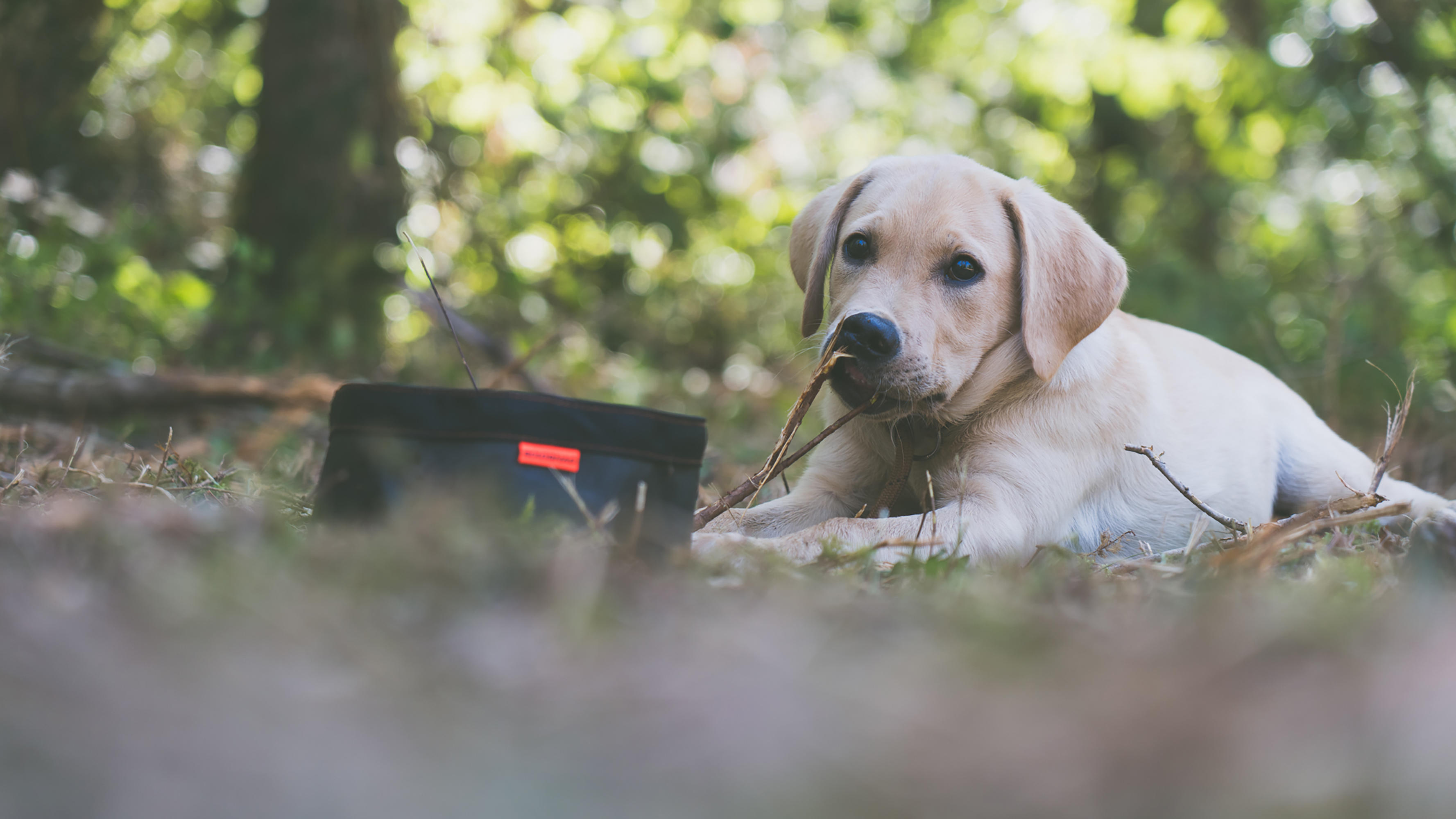630-fold-down-dog-bowl-100-1.jpg