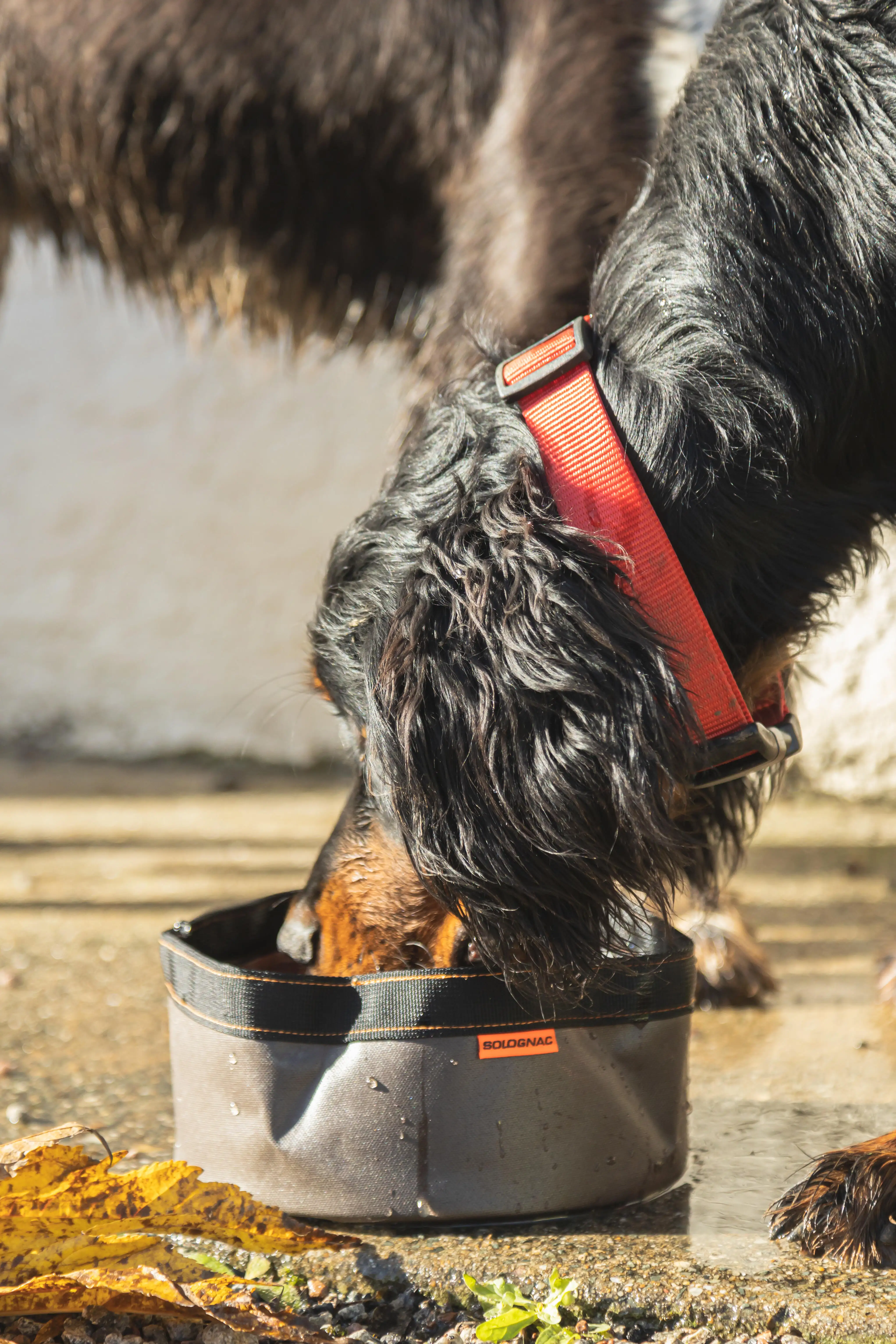 630-fold-down-dog-bowl-100-1.jpg