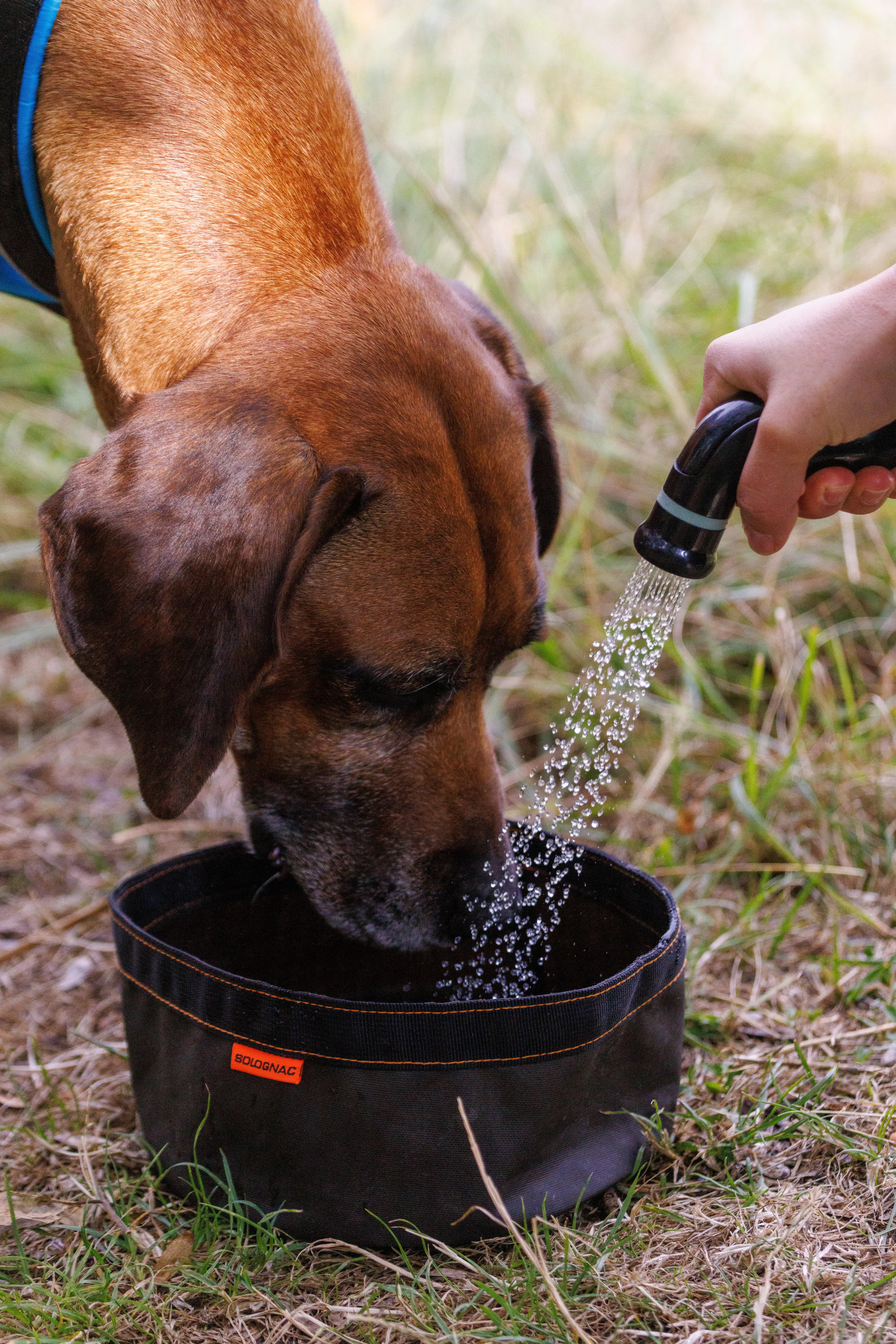 630-fold-down-dog-bowl-100-1.jpg