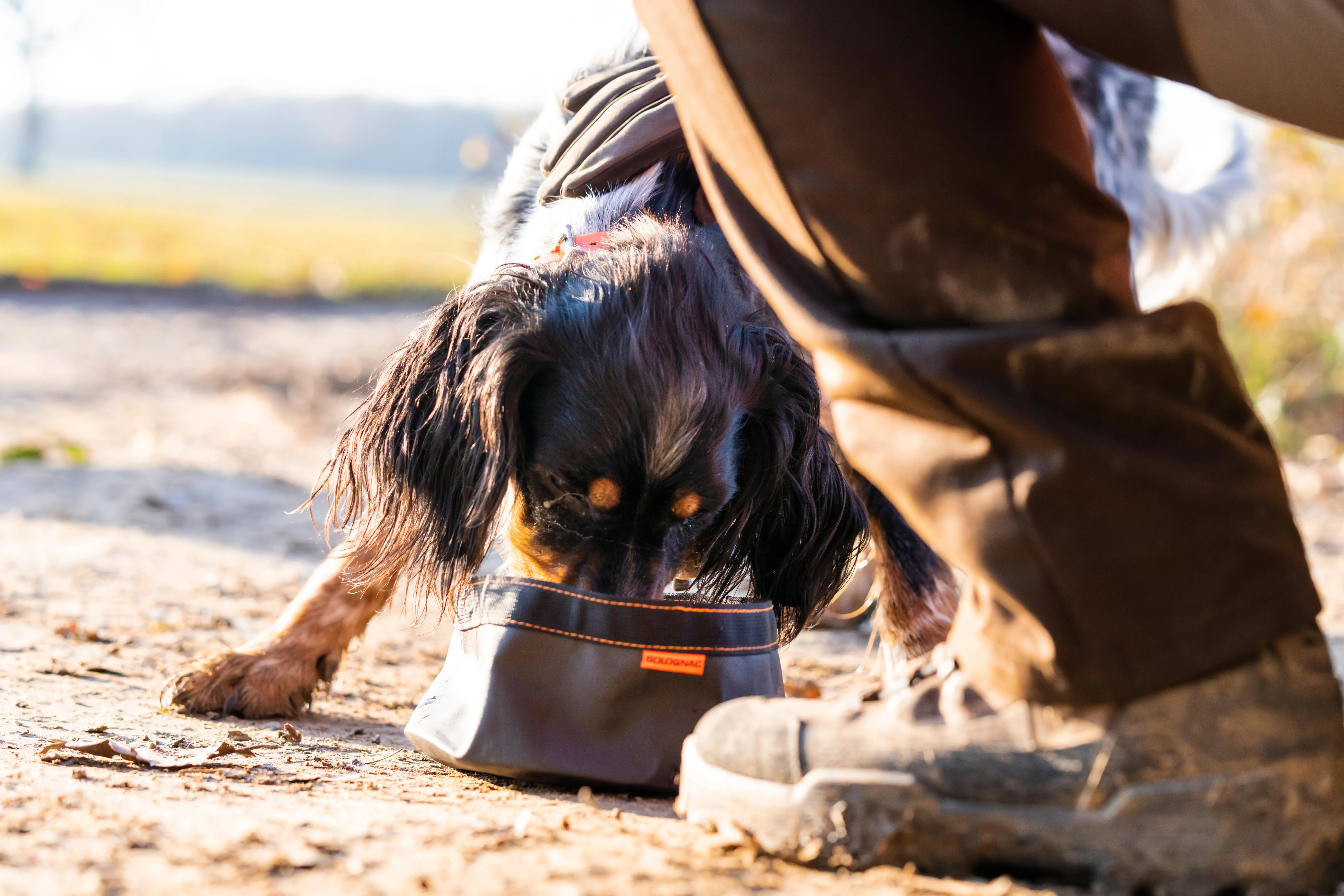 630-fold-down-dog-bowl-100-1.jpg