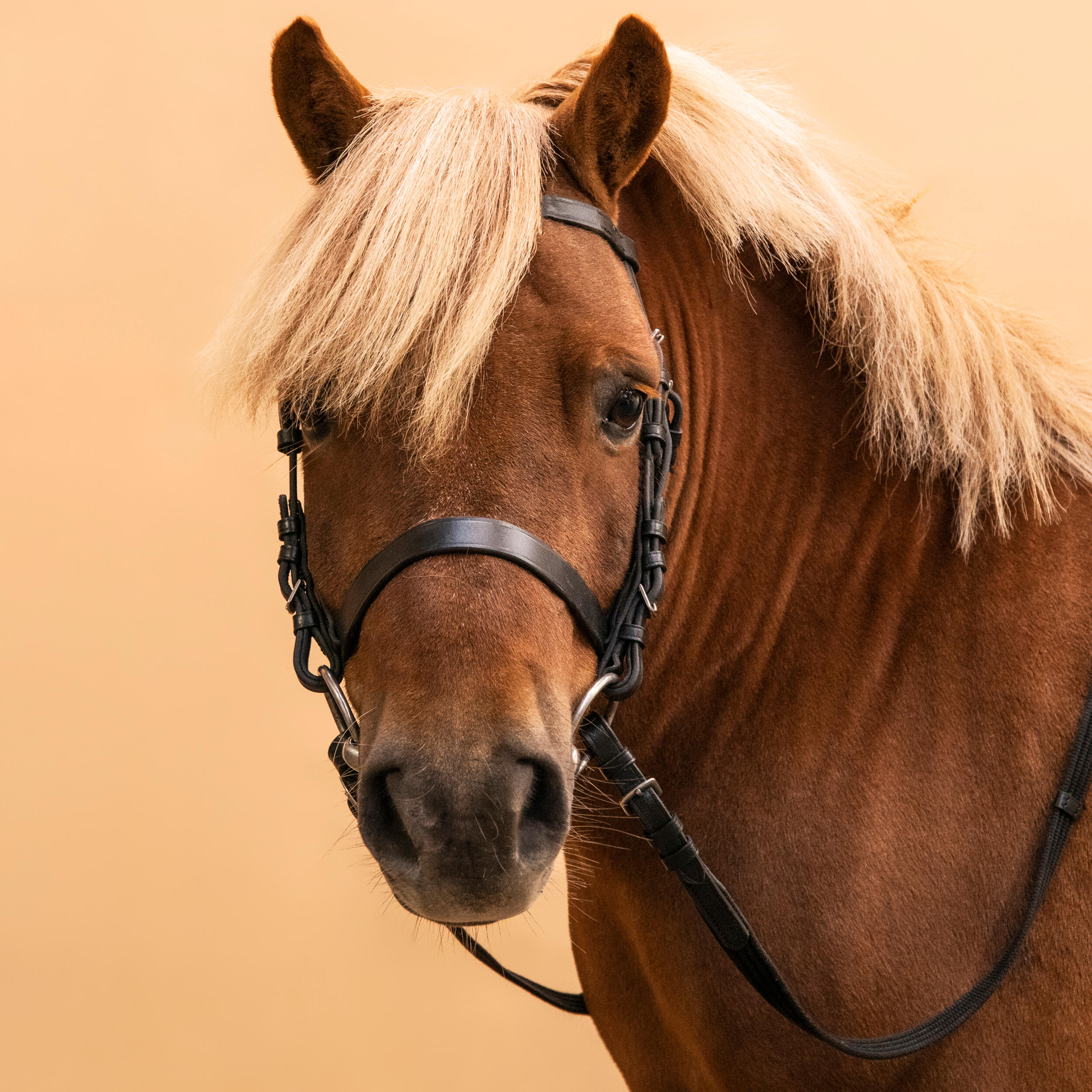 778-horse-amp-pony-riding-leather-bridle-with-french-noseband-amp-reins-100-black-1.jpg