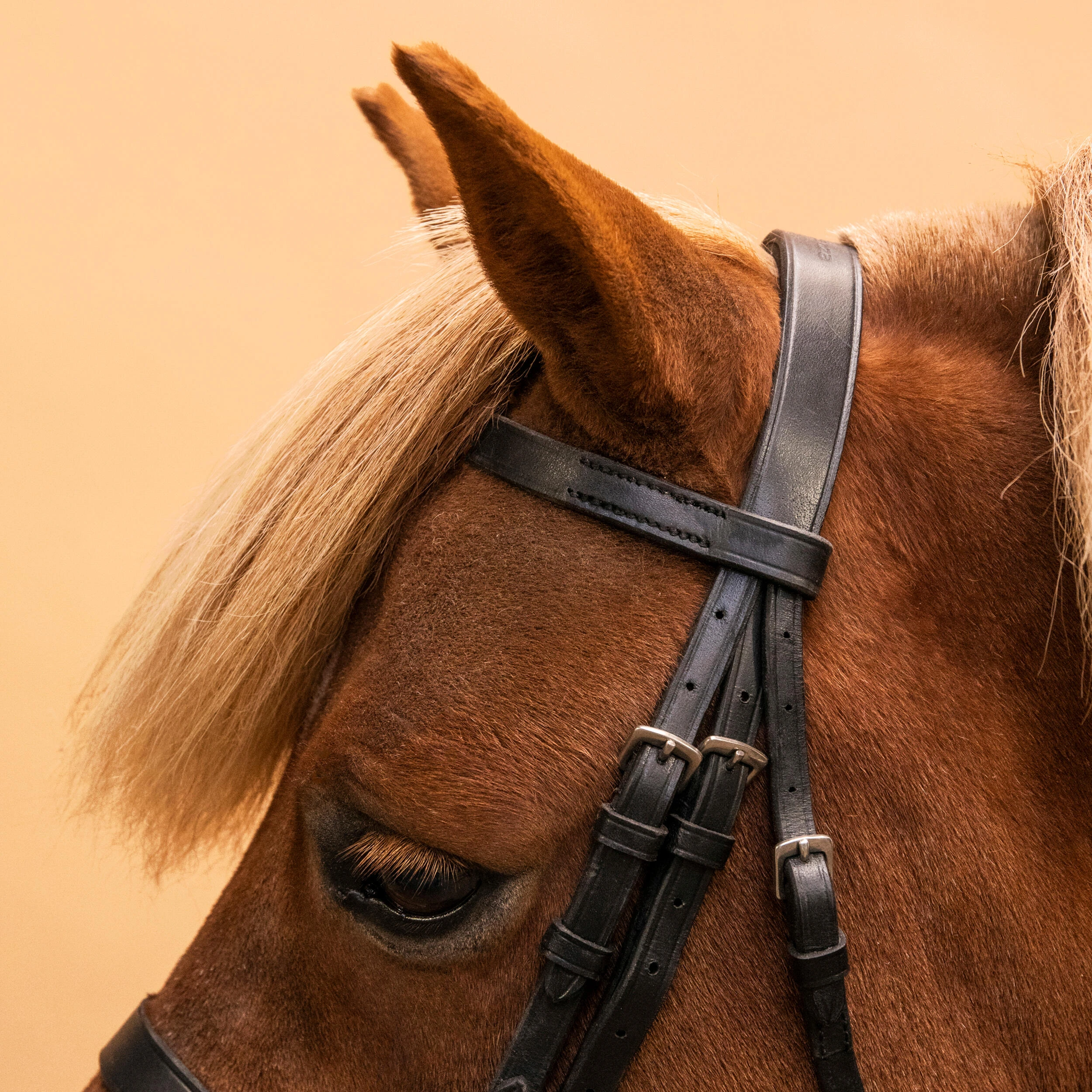 778-horse-amp-pony-riding-leather-bridle-with-french-noseband-amp-reins-100-black-1.jpg