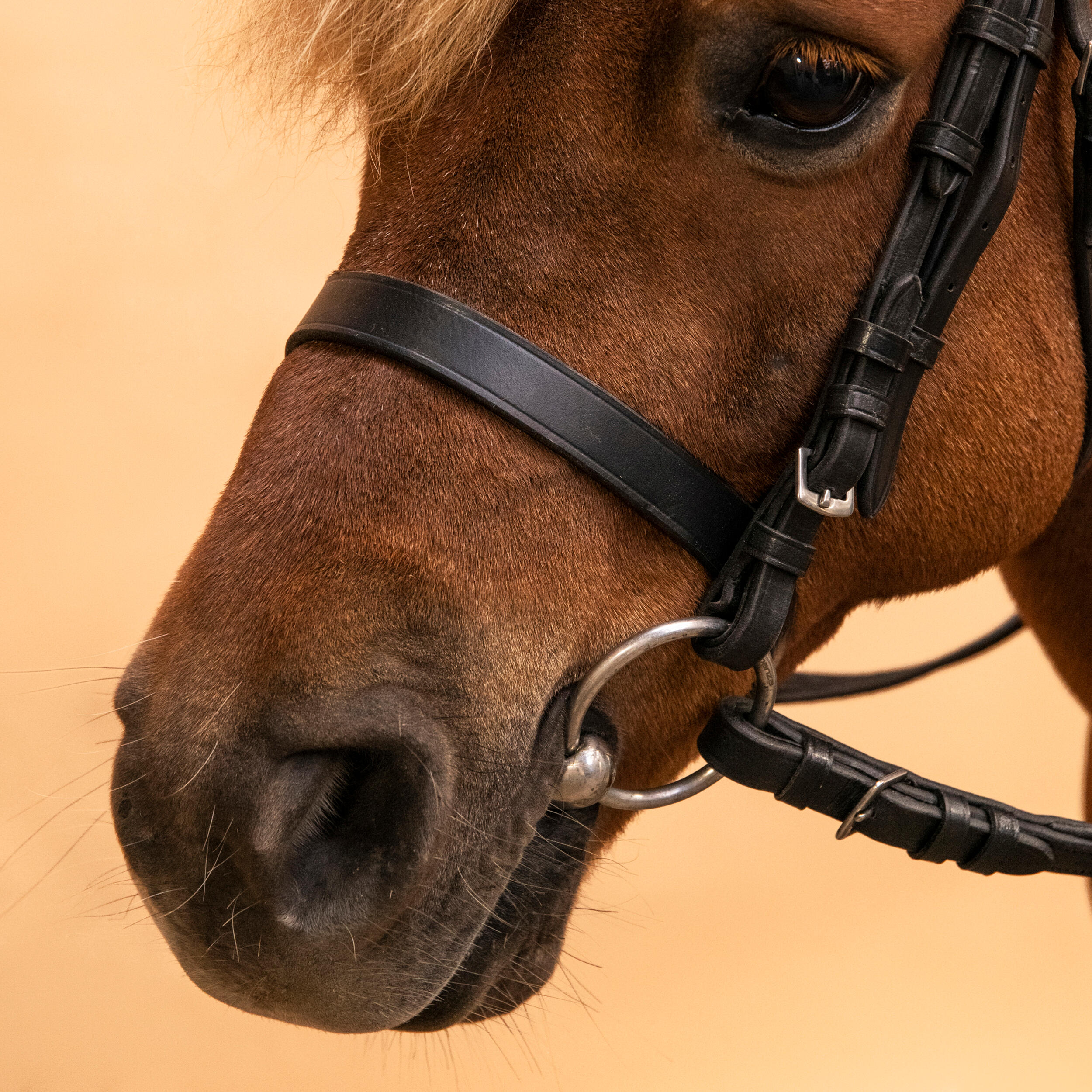 778-horse-amp-pony-riding-leather-bridle-with-french-noseband-amp-reins-100-black-1.jpg