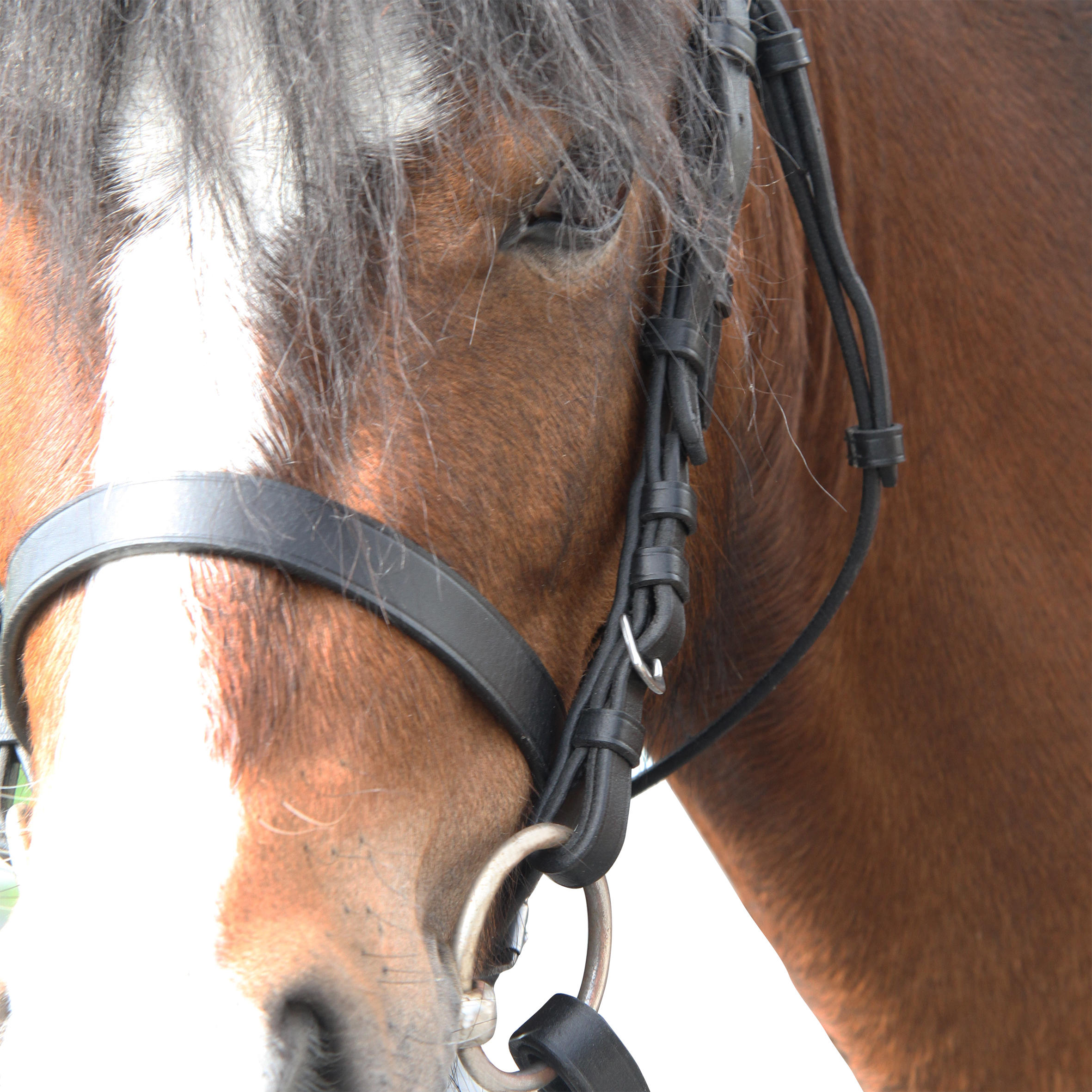 778-horse-amp-pony-riding-leather-bridle-with-french-noseband-amp-reins-100-black-1.jpg