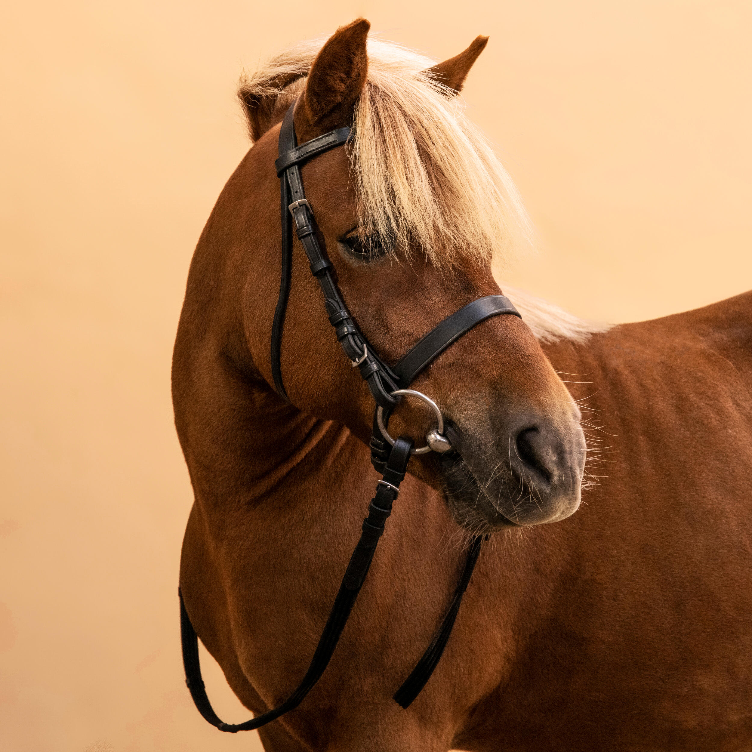 778-horse-amp-pony-riding-leather-bridle-with-french-noseband-amp-reins-100-black-1.jpg